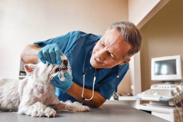 Best Pediatric Emergency Dentist in Lockwood, MO